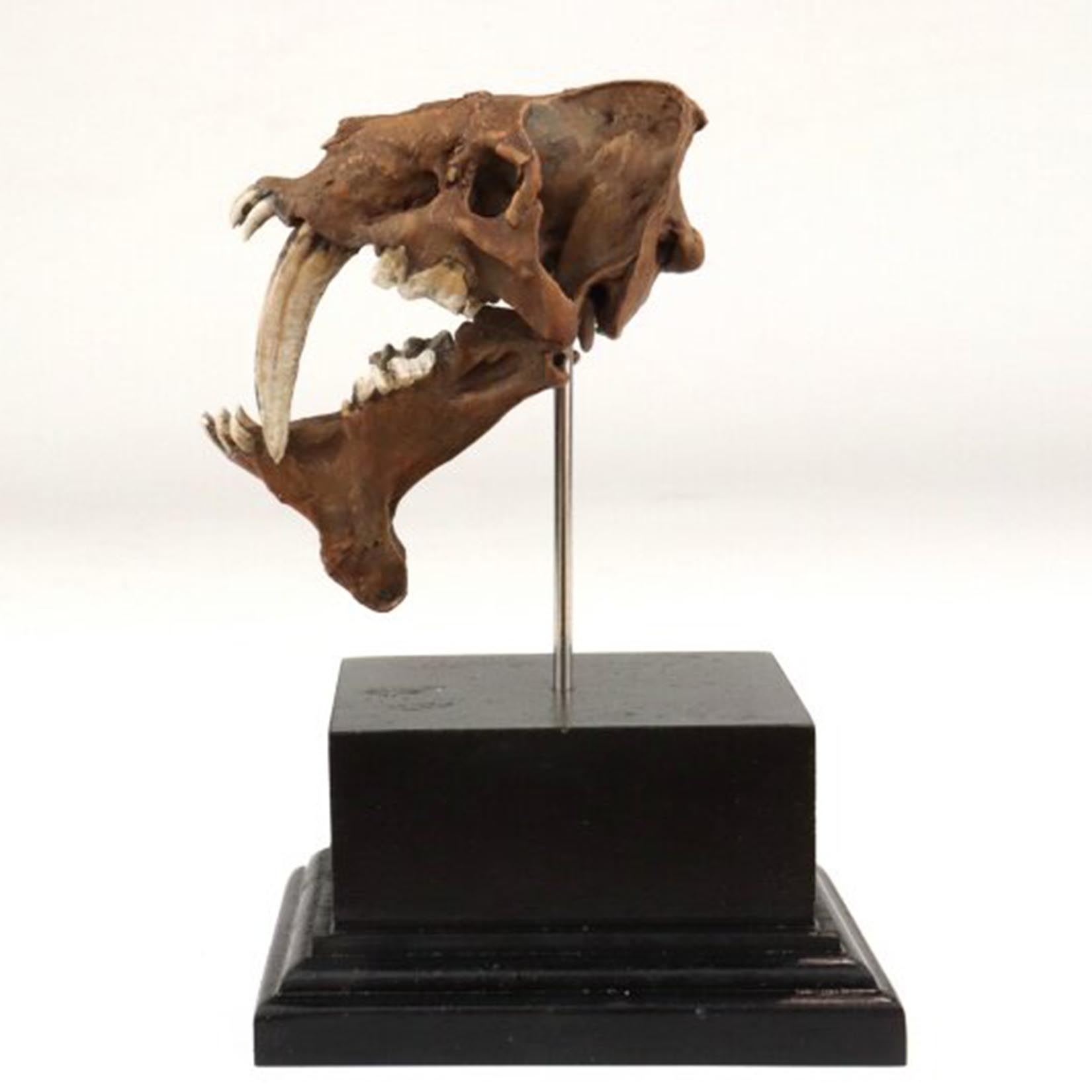 Smilodon Skull Model 3D Printe - đánh giá và giá 3D Printing Tooth