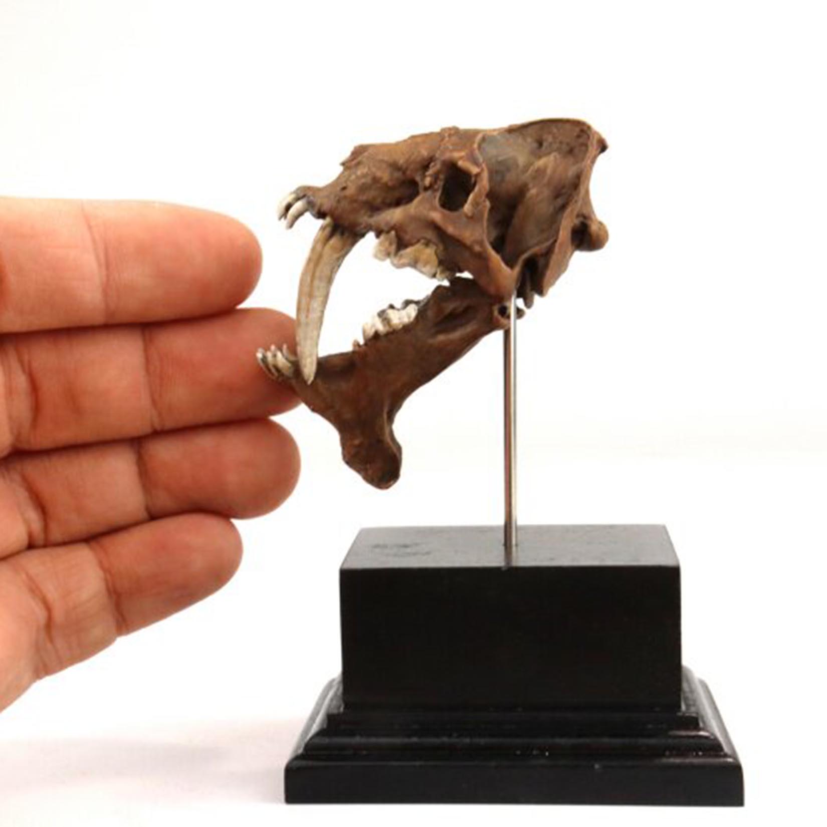 Smilodon Skull Model 3D Printe - đánh giá và giá 3D Printing Tooth