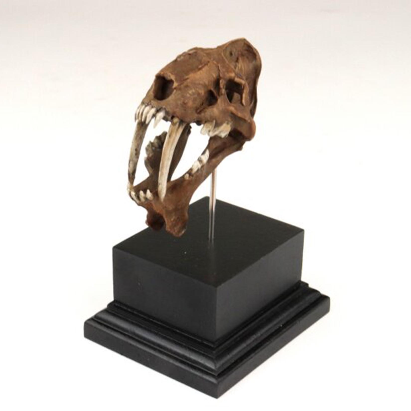 Smilodon Skull Model 3D Printe - đánh giá và giá 3D Printing Tooth